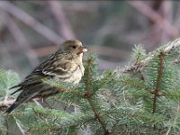 01 Pine Siskin