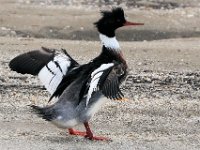 03 Red-breasted Merganser