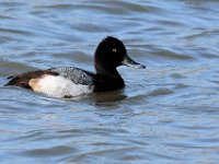 04 Lesser Scaup Male