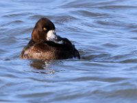 05 Lesser Scaup Female