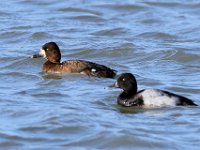 06 Lesser Scaup Couple