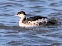 07 Horned Grebe