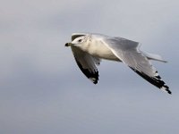 10 Ring-billed Gull