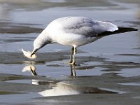 11 Ring-billed Gull