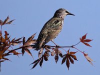 13 Starling