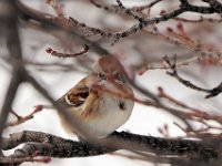 15 American Tree Sparrow