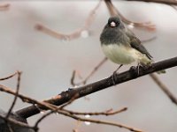 16 Dark-eyed Junco