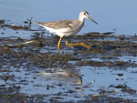 17 Greater Yellowlegs