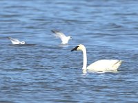 19 Trumpeter Swan