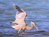 21 Great Blue Heron