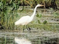 23 Great Egret