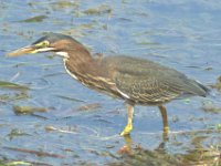 24 Green Heron