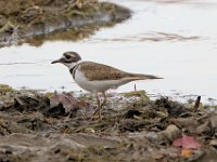 25 Killdeer