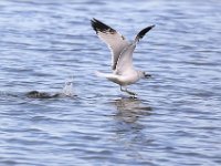 18 Ring-billed Gull in Flight